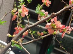 -花锦堂·隐庐
