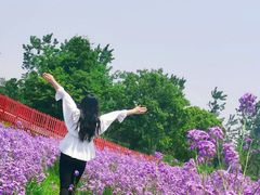-杭州湾海上花田景区