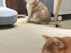 -逗柴咖啡屋·狗咖猫咖宠物桌游