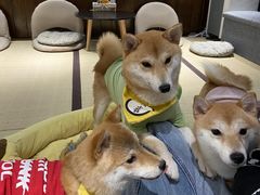 -逗柴咖啡屋·狗咖猫咖宠物桌游