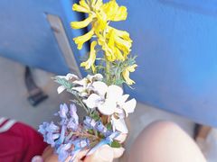 -大连天门山国家森林公园