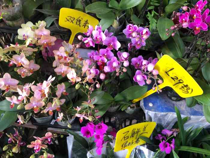 八卦岭花卉中心-"第一次来,听说都很便宜,确实比南山花卉世.