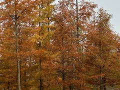 -白鹭湾湿地公园