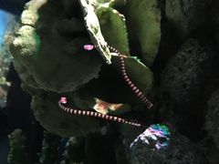-暹罗海洋世界