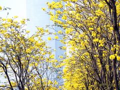 -洲头咀公园