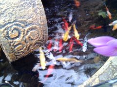 -泰山花样年华景区