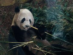 -成都大熊猫繁育研究基地