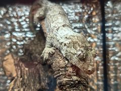 -酷以爬仙阁实体爬宠店·守宫·蜥蜴·专业繁育