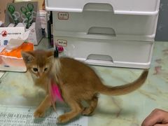 -百信宠物医院(东升街店)