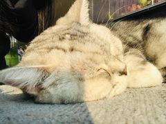 -平行世界·猫咖(首经贸店)