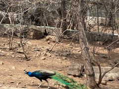 -燕塞湖鸟语林景区