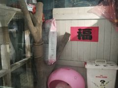 -猫咪博物馆(顶澳仔猫街店)
