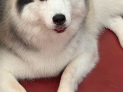 -和它·交个朋友·狗咖猫咖(爱琴海店)