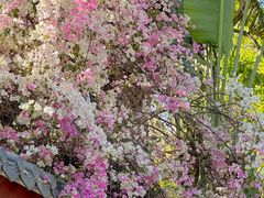 -深圳国际园林花卉博览园