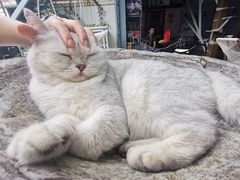 -喵屿·大理花园猫咖