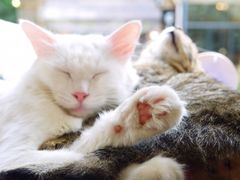 猫-有猫主题·治愈系猫咖(曾厝垵店)