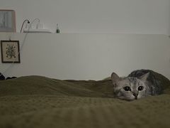 -纳吉亚猫专科动物诊疗中心(蒋宅口分院)