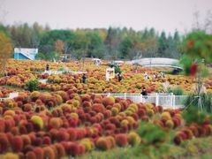 -花开海上生态园