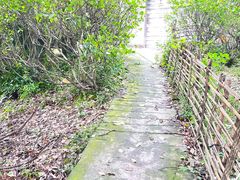-南山植物园