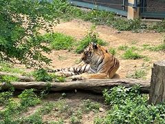 -大连森林动物园