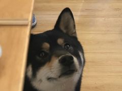 -柴の食堂·日式家庭料理·熊之肆(大学路店)