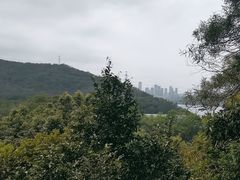 -深圳仙湖植物园