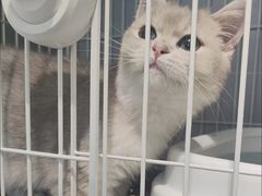 -翊宠yipet猫狗购宠庄园犬舍•猫舍