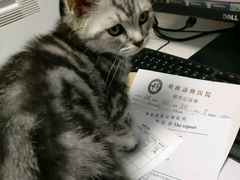 -瑞派宠物医院·24h·骨外科·皮肤科·全科宠物医疗转诊中心(沈阳浑南院)
