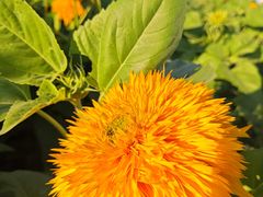 -新疆国际大巴扎