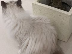 -共舞时光猫咖·狗咖(新街口店)