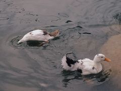-莲湖公园