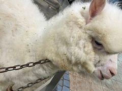 -上海大自然野生昆虫馆(东方明珠·爬宠昆虫探索中心)