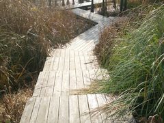 -昆山城市生态森林公园