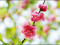 DSC01474-重庆彩云湖湿地公园