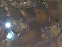 -鸿运兔·手撕烤兔(天府广场店)