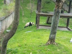 -中国大熊猫保护研究中心雅安碧峰峡基地