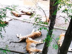 -大连森林动物园