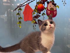 -猫大福·Fortune Cat猫舍(百子湾店)