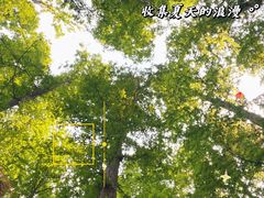 -日照海滨国家森林公园