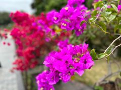 -莲花山公园