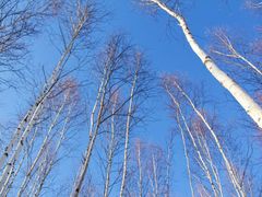 -北极村旅游风景区