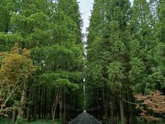 -东平国家森林公园