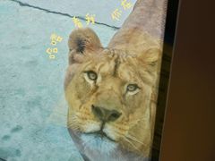 -栾川竹海野生动物园