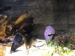 -悉尼海洋生物水族馆