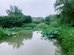-昆山城市生态森林公园