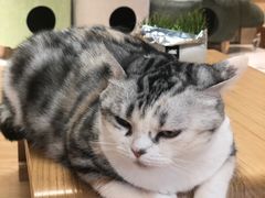 -猫和宫(六道口店)