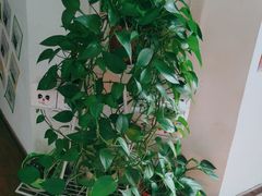 -自然之声助听器·呼吸机(和平店)