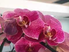 -锦尚阁烤鱼(望京新荟城店)