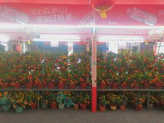 -越秀西湖花市(广州城市广场花卉店)