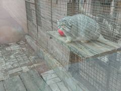 -青藏高原野生动物园